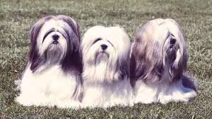 Common Lhasa Apso Health Problems Petcarerx