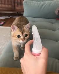 Pin By Joy Kobylka On Cat S Pictures 18 In 2020 Funny Cats Funny Animals Funny Animal Videos