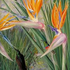 Image result for Strelitziaceae