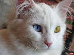 Van Kedisi Kedi