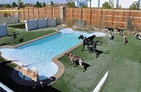 Furlocity Timeline Photos Dog Pool Dog Daycare Dog Boarding