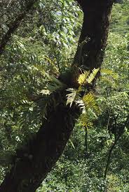 Image result for Drynaria volkensii