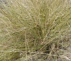 Image result for Eragrostis curvula