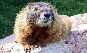 When you want to kill it humanely you should choose the best humane approach that will make the animal die immediately. Groundhog Removal Cost Woodchuck Removal Cost