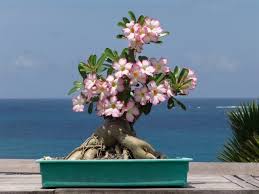 Bonsai Plumeria Rosa Do Deserto Plantas Bonsai Plantio De Arvores