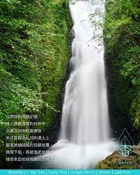 木元素 杳silence in 2021 rosemary tea tea tree outdoor