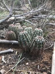 From there you could drive to santa fe (1 hour from abq) and other the chihuahuan desert in southern nm holds some cacti, but. Small Cactus In Northern New Mexico Whatsthisplant
