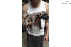 She is well socialized and will make a great family member. Great Dane Puppies Colorado Springs Daniff Great Dane Mastiff Mix Breed Full Guide Spockthedog Com Get Advice From Breed Experts And Make A Safe Choice Alinda S Info