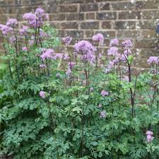 Image result for Thalictrum