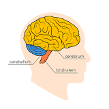 Brain Anatomy and How the Brain Works | Johns Hopkins Medicine
