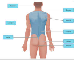 The study of the human body involves anatomy, physiology, histology and embryology. Mastering A P Chapter 1 Flashcards Quizlet