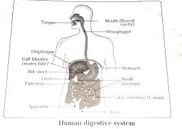 A ctp score of 10 or greater is associated with a 50% chance of death within 1 year. Peristalsis Definition Class 10