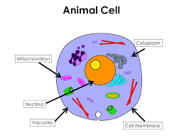 Maybe you would like to learn more about one of these? Make Your Cell Ideas