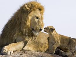 Lion Cubs Wallpapers Wallpaper Cave ✅ for your commercial & personal works. lion cubs wallpapers wallpaper cave