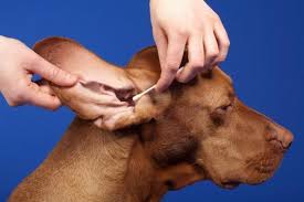 Normal Glucose Levels In Dogs Testing Blood Sugar Levels