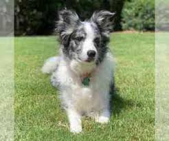 Purposefully bred border collie breeder in yoder, colorado, near colorado springs and denver. View Ad Border Collie Dog For Adoption Near Georgia Duluth Usa Adn 256117