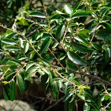 Image result for Hexalobus monopetalus