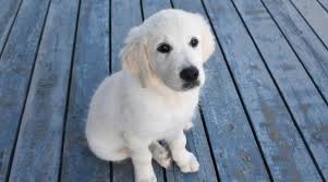 English golden retriever puppies for sale. English Cream Golden Retrievers Breed Info Color Controversy