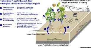 The lack of phosphorus can result in constraining plant growth. Tightening The Phosphorus Cycle Through Phosphorus Efficient Crop Genotypes Trends In Plant Science