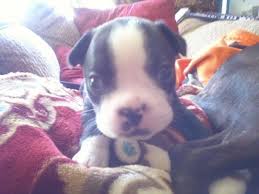 View our wide variety of available puppies for sale at heartland pets! Absolutely Adorable Boston Terrier Puppies For Sale In Erie Pennsylvania Classified Americanlisted Com