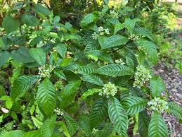 Image result for Psychotria succulenta