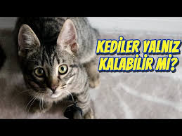 Muhabbet Kusu Cinsiyet Ayrimi Muhabbet Kusu Cinsiyeti Nasil Anlasilir Youtube