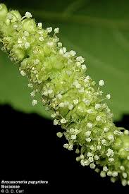 Image result for Moraceae