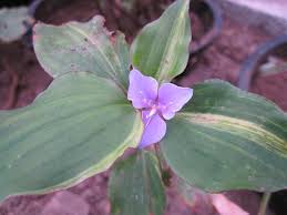 Image result for Tinnea galpinii