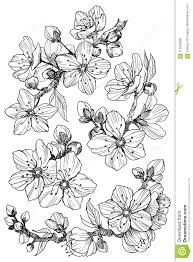 Almond Blossom Branch Isolated On White Vintage Botanical Hand Drawn Illustration Spring Flowers Of Apple Almond Blossom Cherry Blossom Drawing Almond Flower