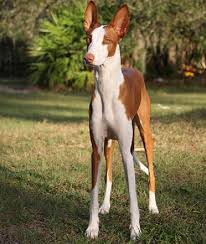 Ibiza Tazisi Ibizan Hound Dog Breeds Ancient Dogs