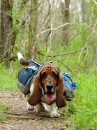 We have akc registered basset hound puppies. Basset Hound Puppies Austin Texas The Y Guide