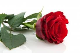 Check spelling or type a new query. Beautiful Single Red Rose Wallpapers Group 50