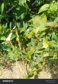 Image result for Sida acuta