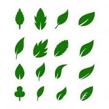 Leaf Icons Vector Design Leaves Green Concept Illustration Isolated Nature Premium Leaf Icon Isolated Png And Vector With Transparent Background For Free Dow Vector Design Leaf Illustration Leaf Clipart