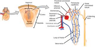 Structure of nephron multiple choice questions (mcq), structure of nephron quiz answers pdf to learn o level biology course for online college programs. Microscopic Anatomy Of The Kidney Anatomy And Physiology Ii