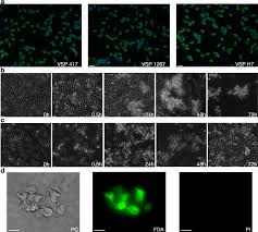 Antibodies to variable surface antigens induce antigenic variation in the  intestinal parasite Giardia lamblia | Nature Communications