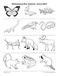 Leaf dichotomous key worksheet answers; Dichotomous Key Introduction Activity Classification