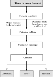 Cell culture is the process by which cells are grown under controlled conditions, generally outside their natural environment. Table 7 From Guidance On Good Cell Culture Practice Semantic Scholar