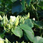 Image result for Turbina longiflora
