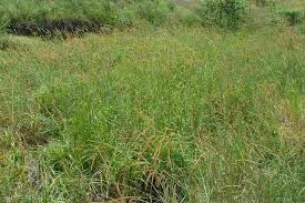Image result for Setaria incrassata