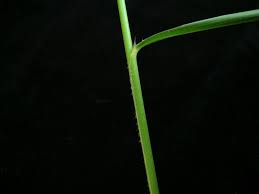 Image result for Arundinella nepalensis