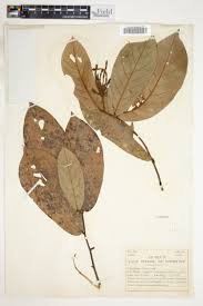 Image result for Monanthotaxis ferruginea