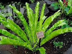 Image result for Asplenium angolense