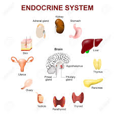 Image result for pituitary