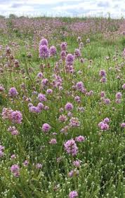 Image result for Hydrostachys lukungensis