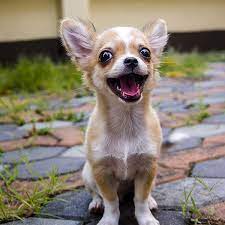 Interested in finding out more about the chihuahua? Chihuahua Puppies For Sale In Florida From Top Breeders