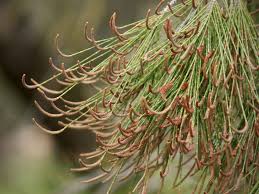 Image result for Casuarina verticillata