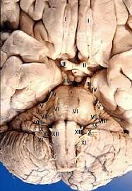 I nervi cranici o nervi encefalici sono un gruppo di fasci nervosi che originano direttamente dall'encefalo, più precisamente dal tronco encefalico. Nervi Cranici Wikipedia