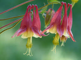 Maybe you would like to learn more about one of these? 1998 Wild Columbine Aquilegia Canadensis Vnps