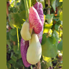 Image result for Aristolochia gigantea